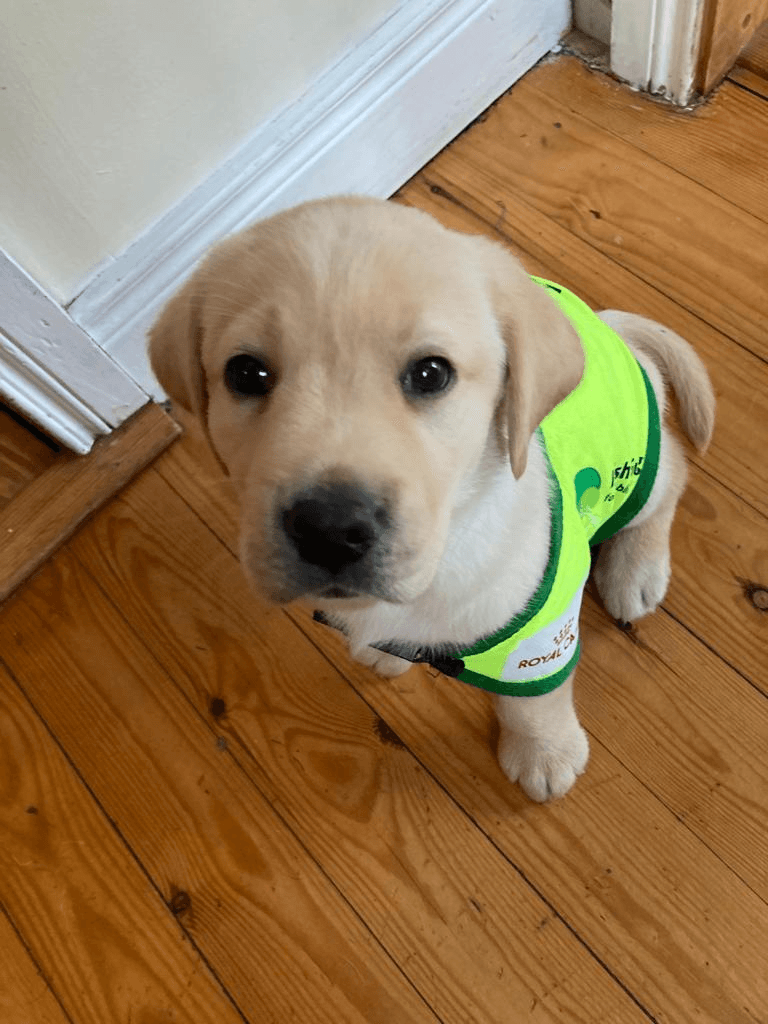 Thanks to a $5,000 Community Impact Grant from F5, F5er Aphral Griffin and the nonprofit where she volunteers, Irish Guide Dogs for the Blind, were able to cover the first year of Nacho’s training.